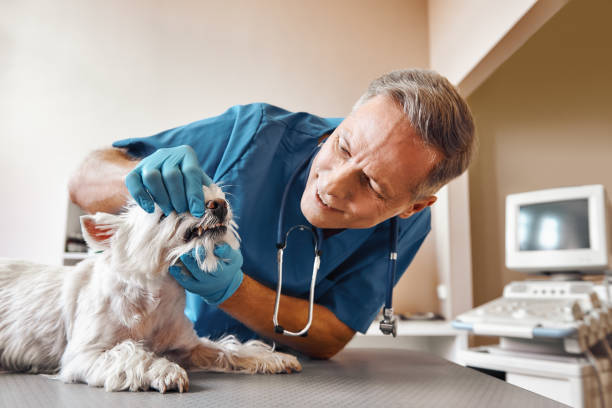 Best 24-Hour Emergency Dentist in Bunker Hill, OR